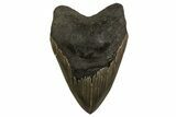 Serrated, Fossil Megalodon Tooth - Georgia #338639-1